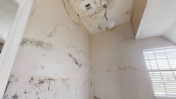 Best Forensic Mold Investigation  in Cadillac, MI