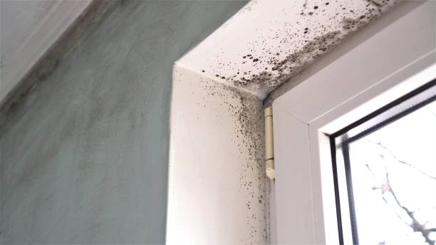 Best Crawl Space Mold Remediation  in Cadillac, MI