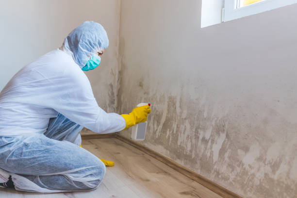 Best Post-Construction Mold Inspection  in Cadillac, MI