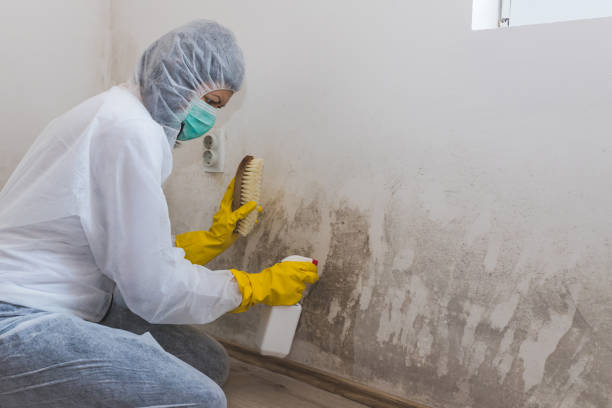 Best Comprehensive Air Testing for Mold Contaminants  in Cadillac, MI