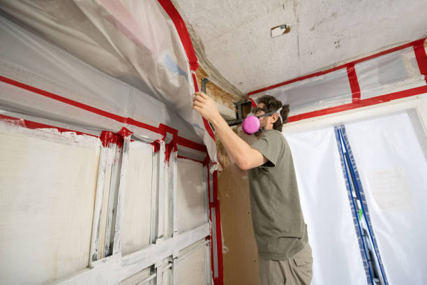 Reliable Cadillac, MI Mold Removal Solutions