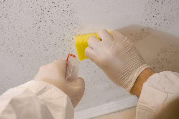 Best Mold Damage Restoration  in Cadillac, MI