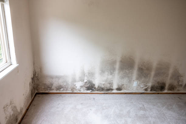 Best Airborne Mold Testing  in Cadillac, MI