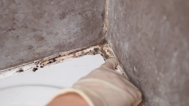 Best Airborne Mold Testing  in Cadillac, MI