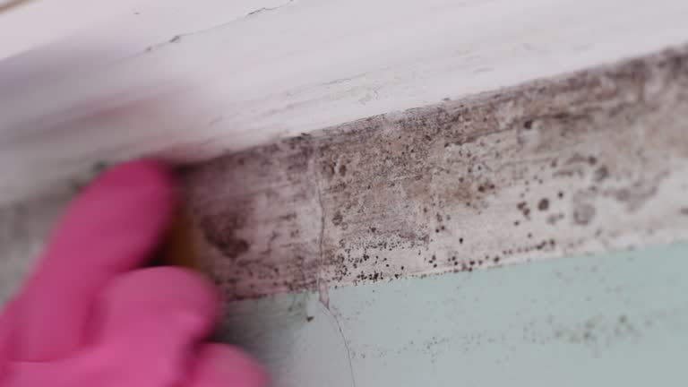  Cadillac, MI Mold Removal Pros
